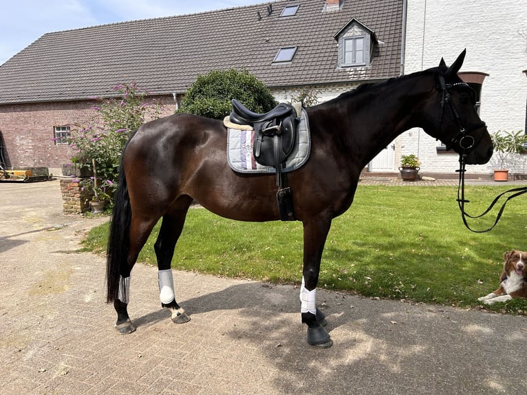 Oldenburger Springpaard Merrie 7 Jaar 165 cm Zwartbruin in Kevelaer