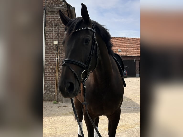 Oldenburger Springpaard Merrie 7 Jaar 165 cm Zwartbruin in Kevelaer