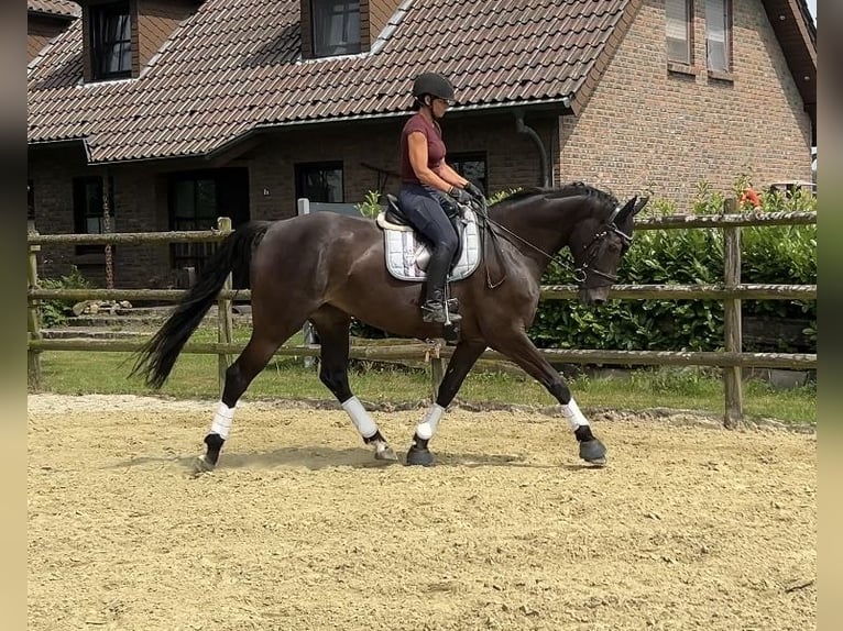 Oldenburger Springpaard Merrie 7 Jaar 165 cm Zwartbruin in Kevelaer