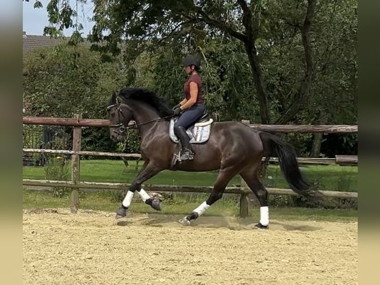 Oldenburger Springpaard Merrie 7 Jaar 165 cm Zwartbruin in Kevelaer