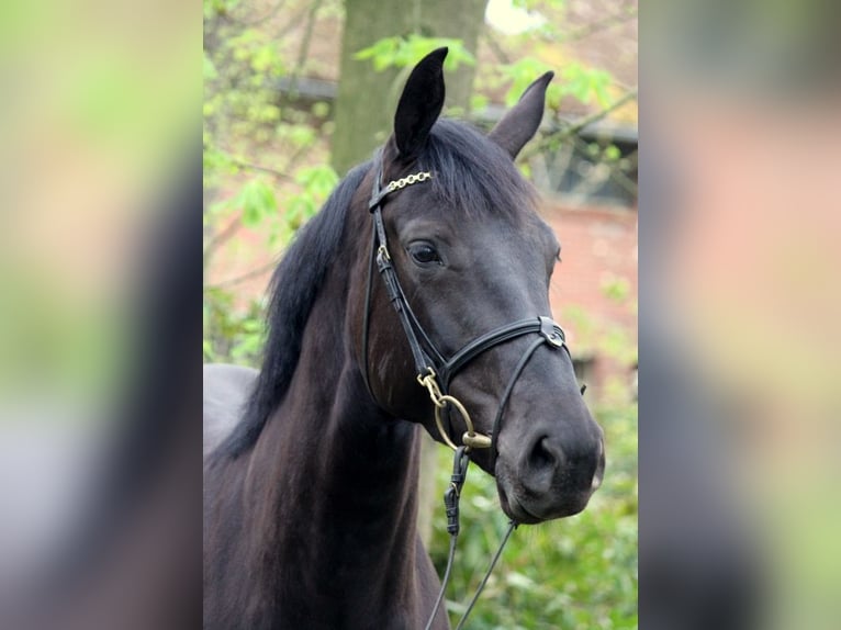 Oldenburger Springpaard Merrie 7 Jaar 166 cm Zwartbruin in Kirchwalsede