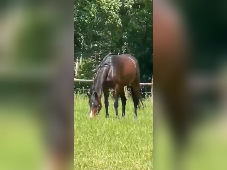 Oldenburger Springpaard Merrie 7 Jaar 168 cm Donkerbruin in Ganderkesee