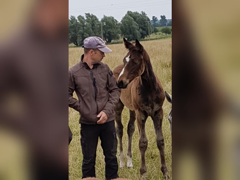 Oldenburger Springpaard Merrie 7 Jaar 168 cm Donkerbruin in Groß Roge