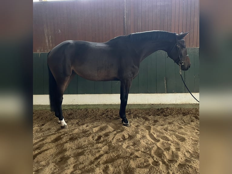 Oldenburger Springpaard Merrie 7 Jaar 168 cm Donkerbruin in Loßburg