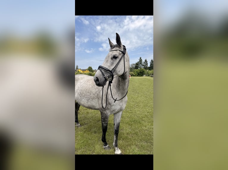 Oldenburger Springpaard Merrie 7 Jaar 169 cm Appelschimmel in Burgwedel