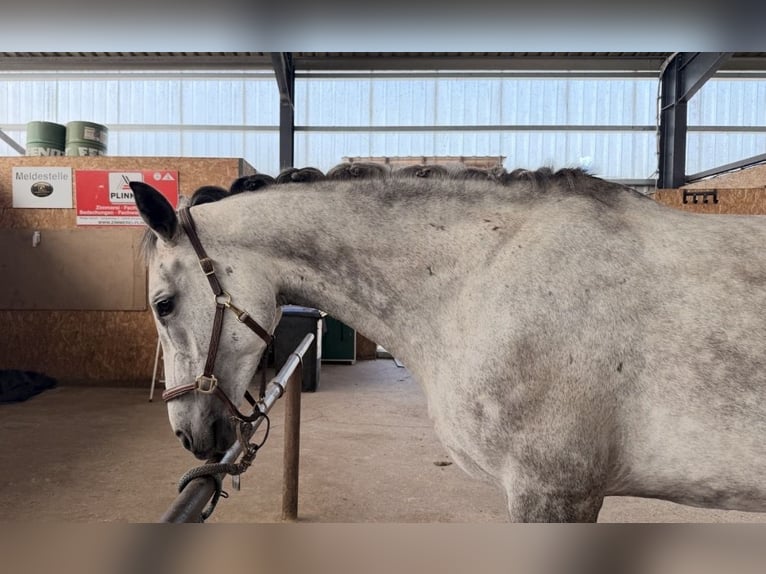 Oldenburger Springpaard Merrie 7 Jaar 169 cm Appelschimmel in Burgwedel