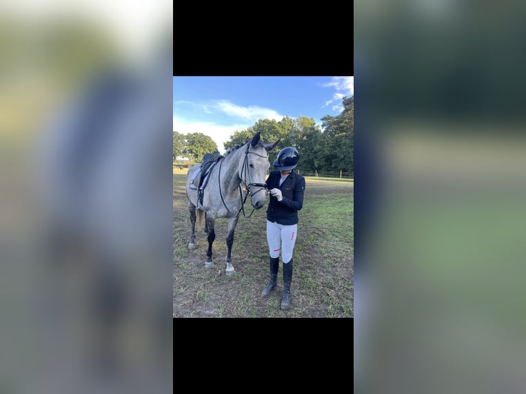Oldenburger Springpaard Merrie 7 Jaar 169 cm Appelschimmel in Burgwedel