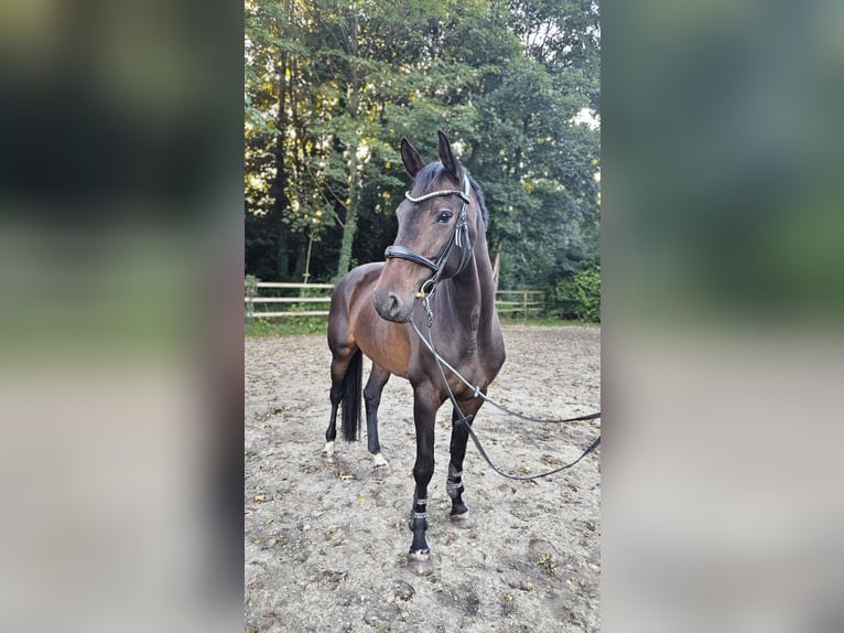 Oldenburger Springpaard Merrie 7 Jaar 169 cm Donkerbruin in Friesoythe