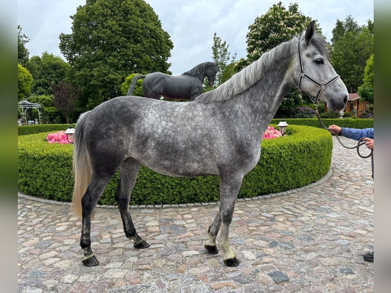 Oldenburger Springpaard Merrie 7 Jaar 170 cm Schimmel in Satow