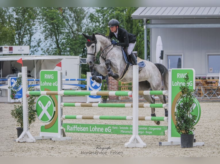 Oldenburger Springpaard Merrie 7 Jaar 170 cm Schimmel in Ankum