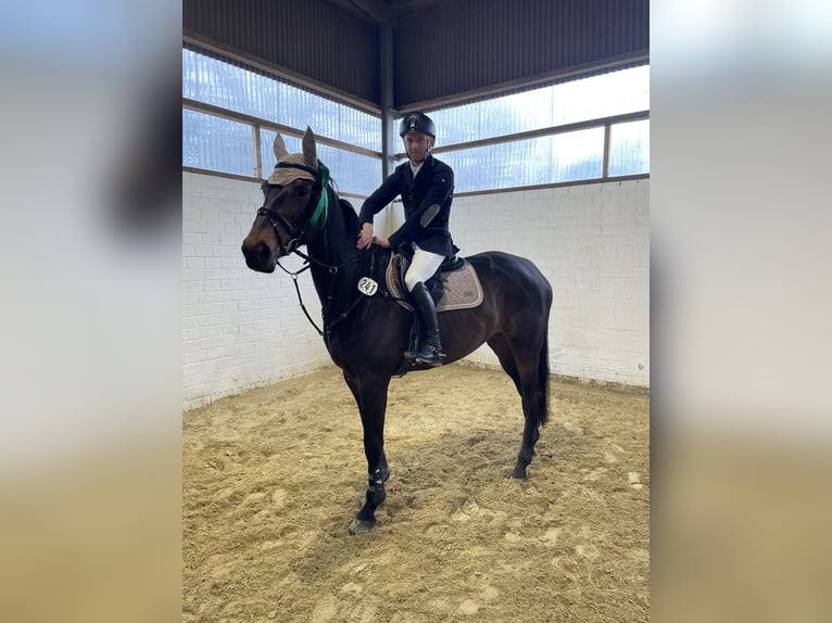 Oldenburger Springpaard Merrie 7 Jaar 172 cm Donkerbruin in Landesbergen Landesbergen