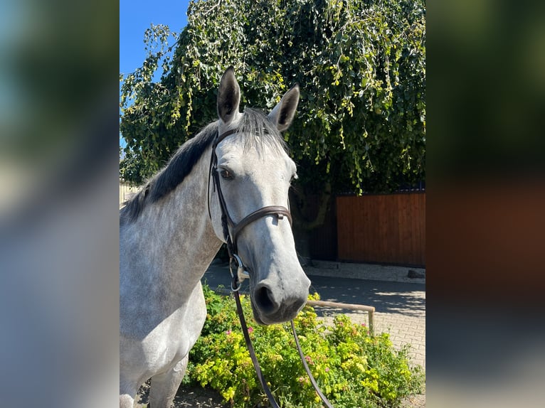 Oldenburger Springpaard Merrie 7 Jaar 172 cm Schimmel in Bottrop