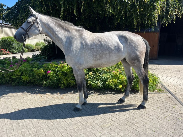 Oldenburger Springpaard Merrie 7 Jaar 172 cm Schimmel in Bottrop