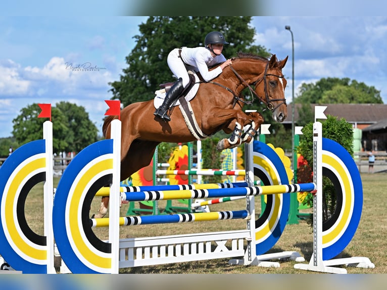 Oldenburger Springpaard Merrie 7 Jaar 172 cm Vos in Osnabrück