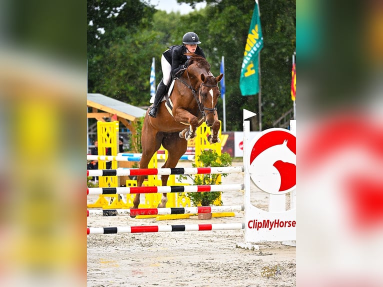 Oldenburger Springpaard Merrie 7 Jaar 172 cm Vos in Osnabrück