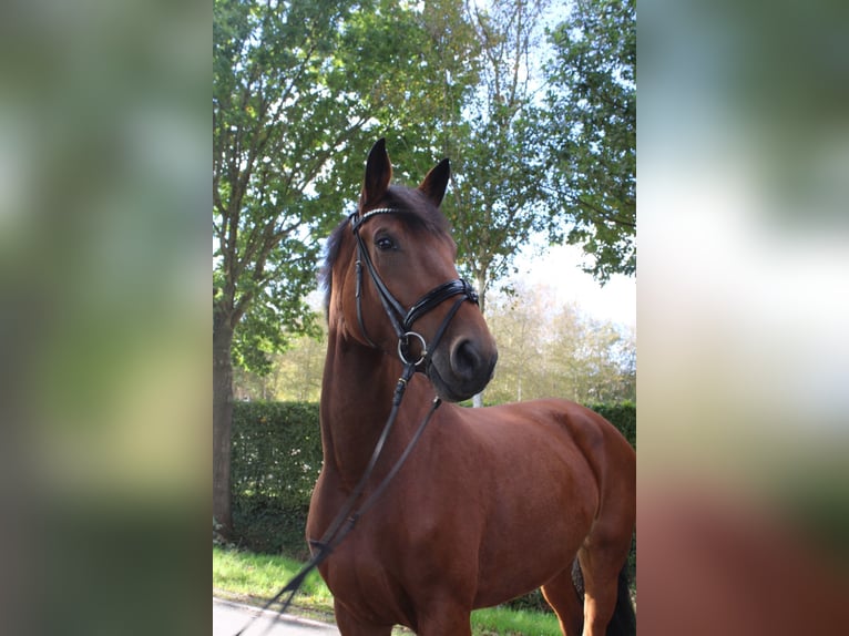 Oldenburger Springpaard Merrie 7 Jaar 173 cm Bruin in Friesoythe
