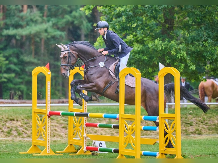 Oldenburger Springpaard Merrie 7 Jaar 173 cm Donkerbruin in Landesbergen