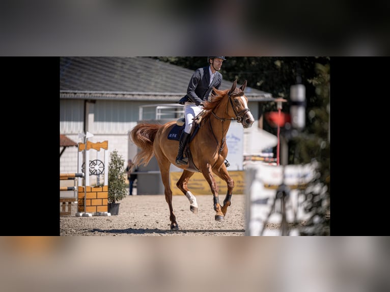 Oldenburger Springpaard Merrie 7 Jaar 173 cm Vos in Gundelsheim