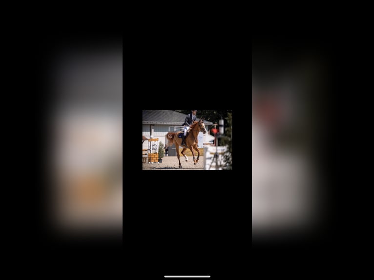 Oldenburger Springpaard Merrie 7 Jaar 173 cm Vos in Gundelsheim