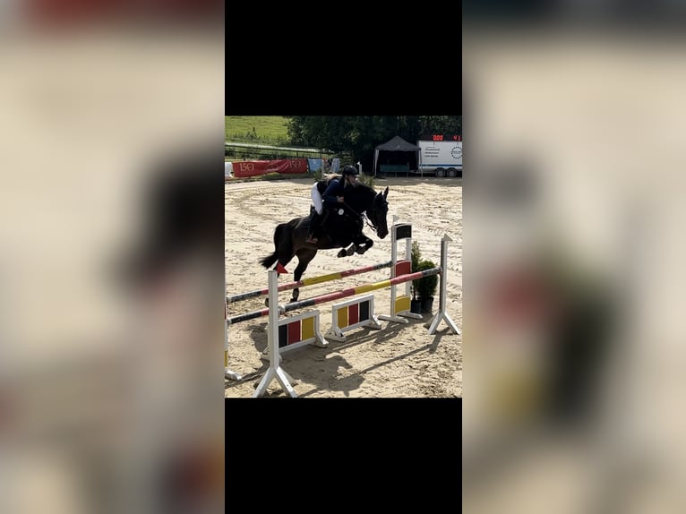 Oldenburger Springpaard Merrie 7 Jaar 173 cm Zwartbruin in Vöhl