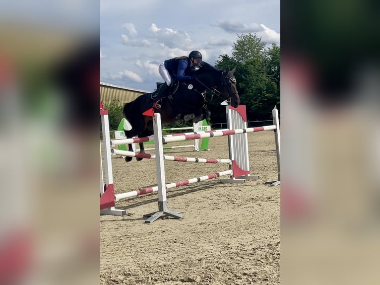 Oldenburger Springpaard Merrie 7 Jaar 173 cm Zwartbruin in Vöhl