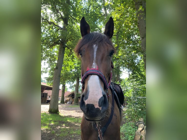 Oldenburger Springpaard Merrie 7 Jaar 178 cm Donkerbruin in Frankenberg (Eder)