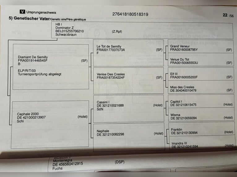 Oldenburger Springpaard Merrie 7 Jaar 178 cm Donkerbruin in Frankenberg (Eder)