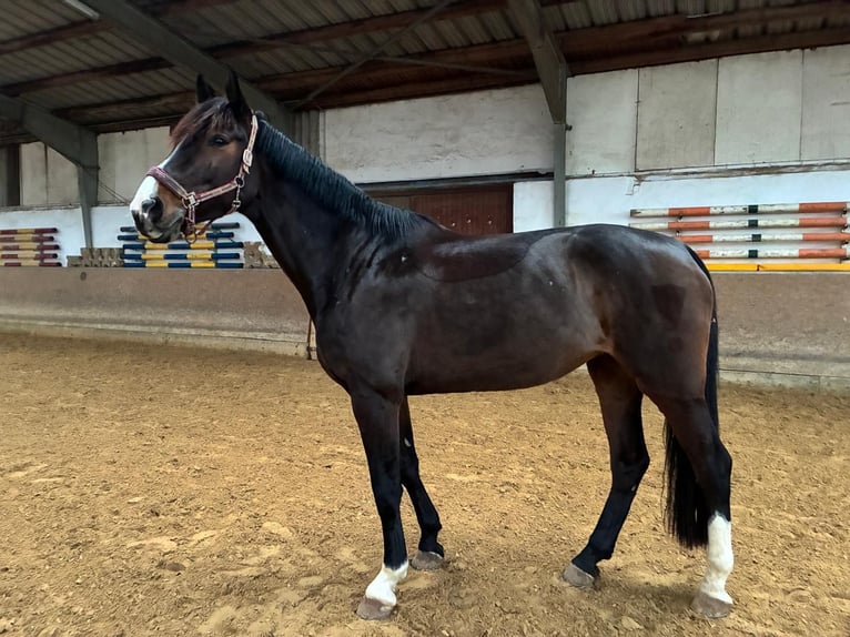 Oldenburger Springpaard Merrie 7 Jaar 178 cm Donkerbruin in Frankenberg (Eder)