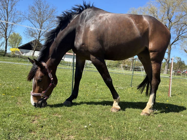 Oldenburger Springpaard Merrie 7 Jaar 178 cm Donkerbruin in Frankenberg (Eder)