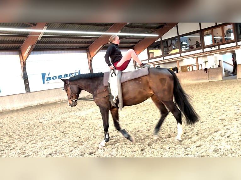 Oldenburger Springpaard Merrie 7 Jaar 178 cm Donkerbruin in Frankenberg (Eder)