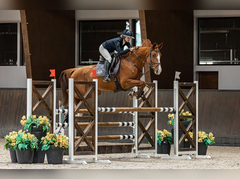 Oldenburger Springpaard Merrie 7 Jaar 178 cm Vos in Pezinok