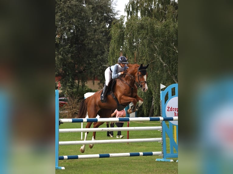 Oldenburger Springpaard Merrie 7 Jaar 178 cm Vos in Pezinok