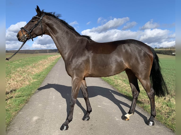 Oldenburger Springpaard Merrie 7 Jaar Bruin in Barntrup