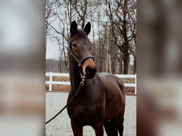 Oldenburger Springpaard Merrie 8 Jaar 159 cm Bruin in Friedeburg