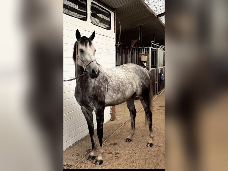 Oldenburger Springpaard Merrie 8 Jaar 160 cm Appelschimmel in Wardenburg