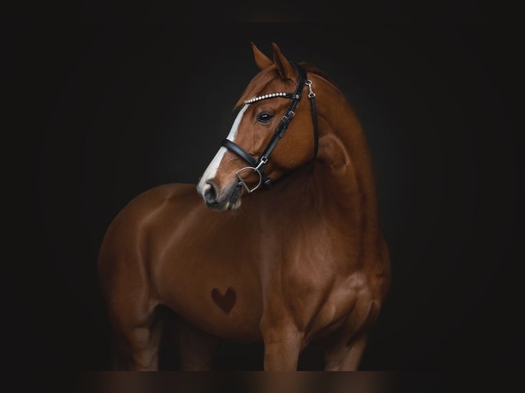Oldenburger Springpaard Merrie 8 Jaar 163 cm Vos in Ranshofen