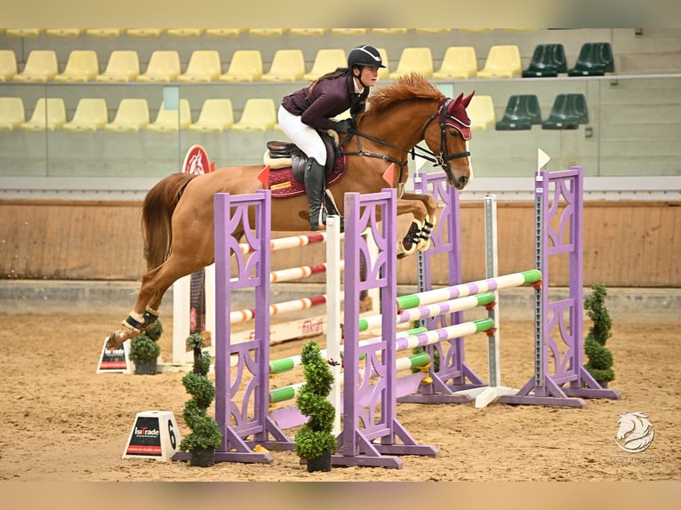 Oldenburger Springpaard Merrie 8 Jaar 163 cm Vos in Ranshofen