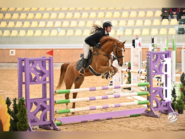 Oldenburger Springpaard Merrie 8 Jaar 163 cm Vos in Schlins