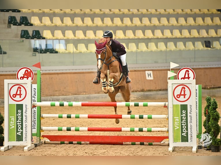 Oldenburger Springpaard Merrie 8 Jaar 163 cm Vos in Schlins