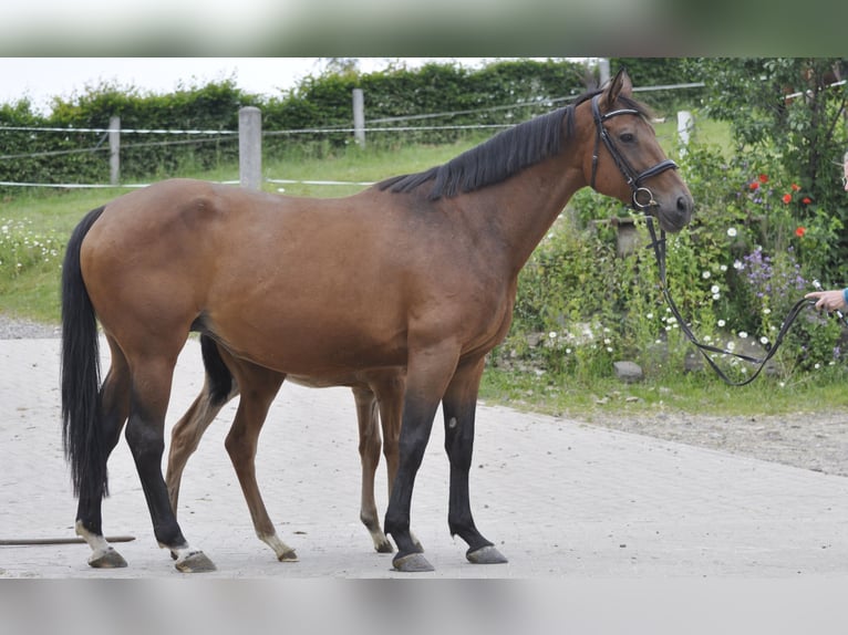 Oldenburger Springpaard Merrie 8 Jaar 165 cm Bruin in Gummersbach