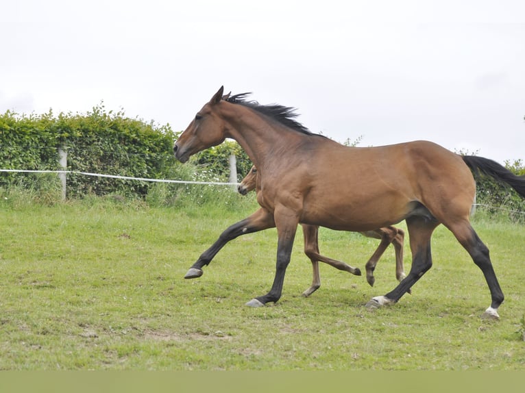 Oldenburger Springpaard Merrie 8 Jaar 165 cm Bruin in Gummersbach