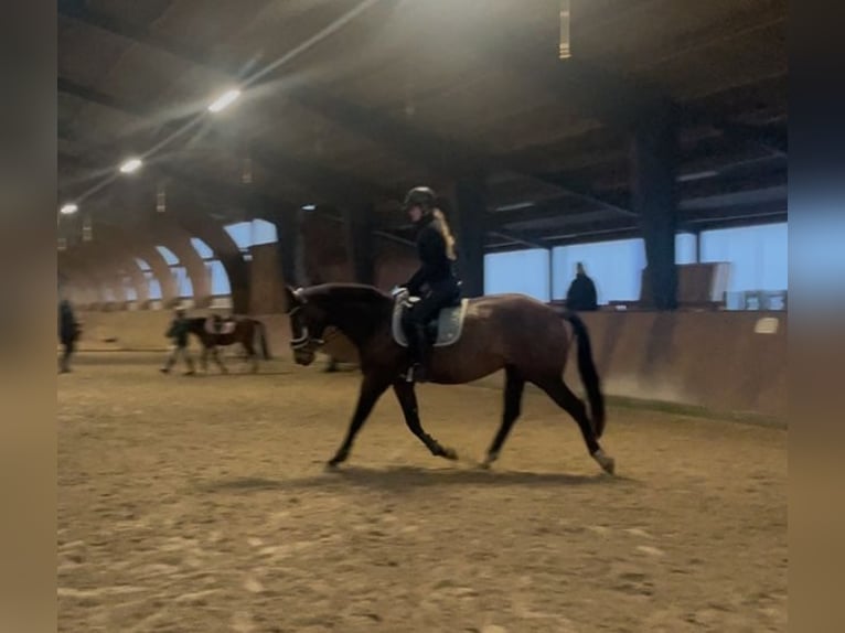 Oldenburger Springpaard Merrie 8 Jaar 165 cm Bruin in Berne