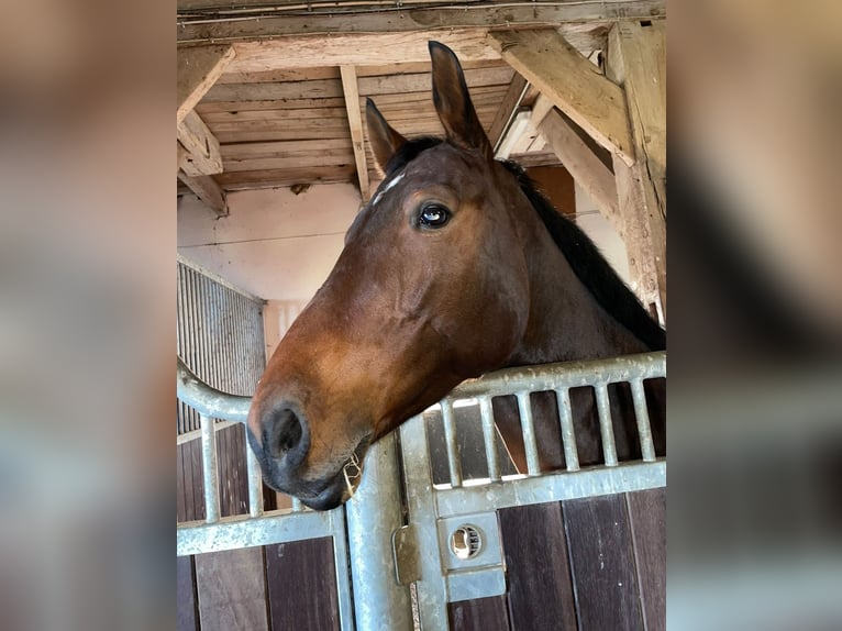 Oldenburger Springpaard Merrie 8 Jaar 165 cm Bruin in Berne