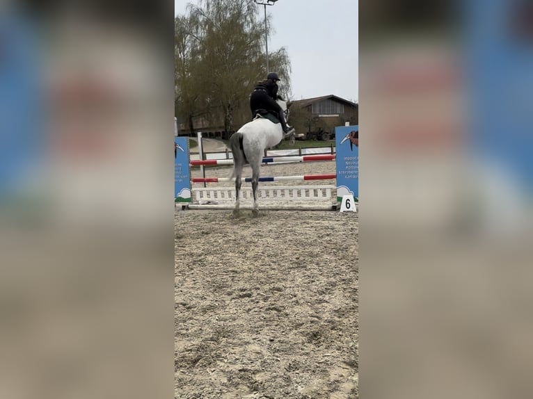 Oldenburger Springpaard Merrie 8 Jaar 165 cm Wit in Augsburg