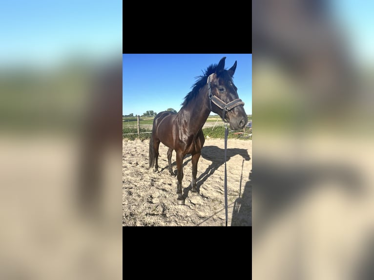 Oldenburger Springpaard Merrie 8 Jaar 165 cm Zwart in Hinte