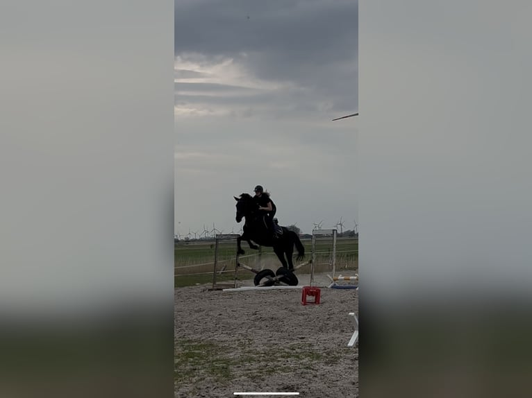 Oldenburger Springpaard Merrie 8 Jaar 165 cm Zwart in Hinte