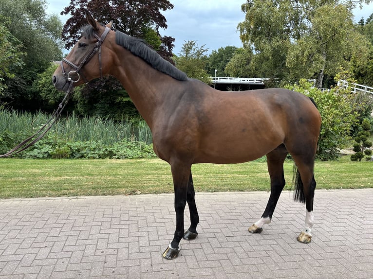 Oldenburger Springpaard Merrie 8 Jaar 166 cm Bruin in Schulendorf