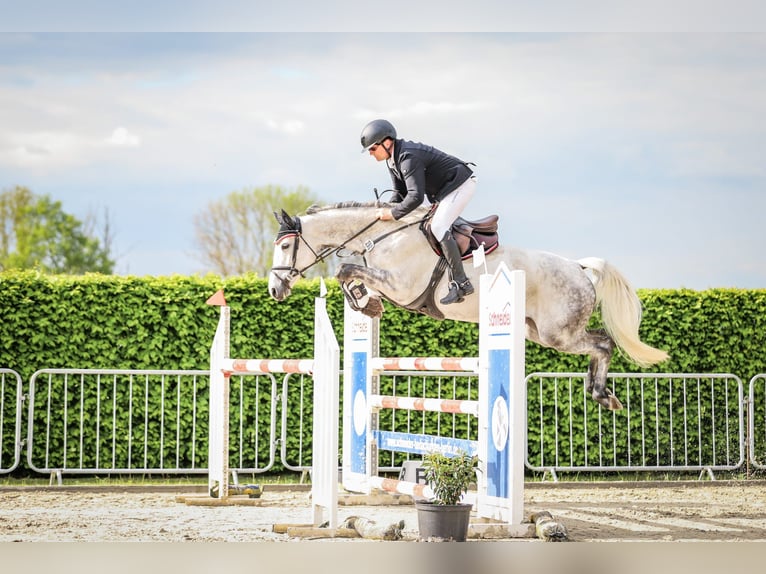 Oldenburger Springpaard Merrie 8 Jaar 166 cm Schimmel in Schönebeck