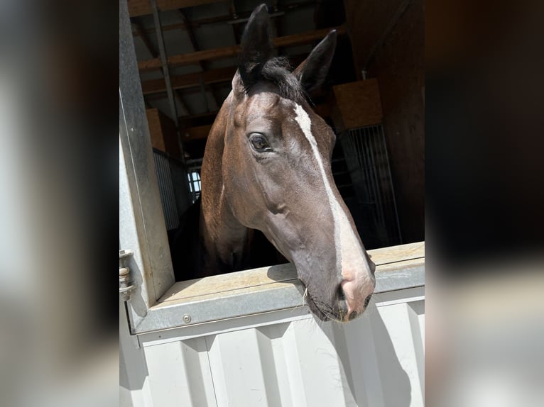 Oldenburger Springpaard Merrie 8 Jaar 166 cm Zwart in Altusried