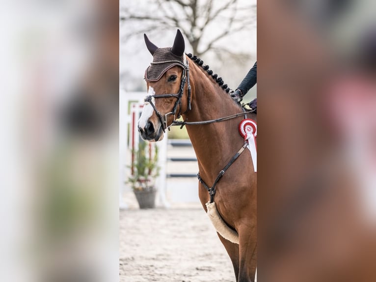 Oldenburger Springpaard Merrie 8 Jaar 167 cm Bruin in Westerstede
